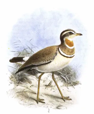 File:RhinoptilusBitorquatusSeebohm.jpg