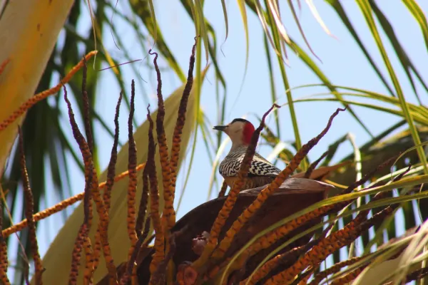 File:West Indian woodpecker (Melanerpes superciliaris), Cuba 2021.jpg