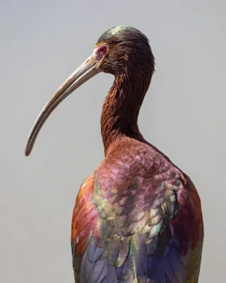 File:Adult white-faced ibis (Plegadis chihi)-3067.jpg