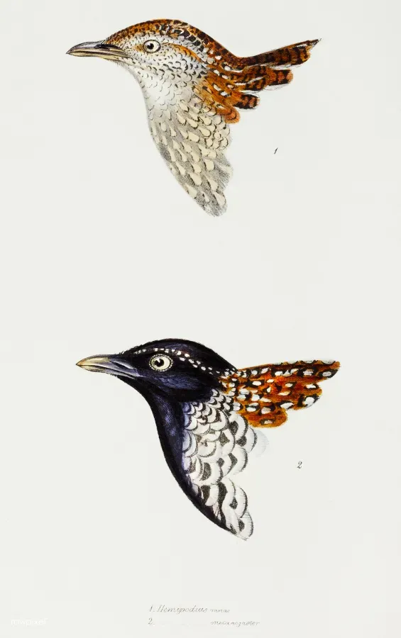 File:Black-breasted buttonquail (Turnix melanogaster) by John Gould.jpg