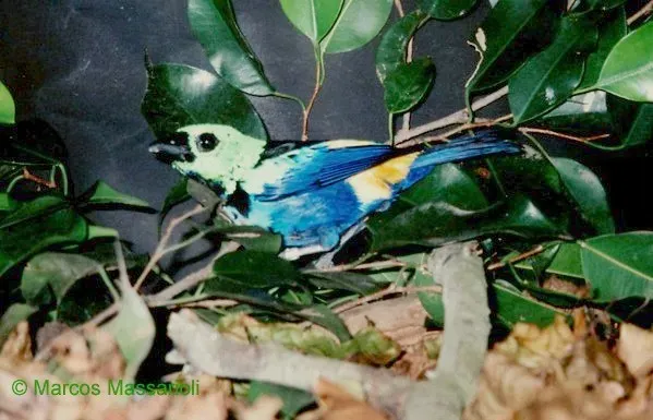 File:Tangara fastuosa.jpg