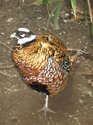 File:BxZ Syrmaticus reevesii 00.jpg