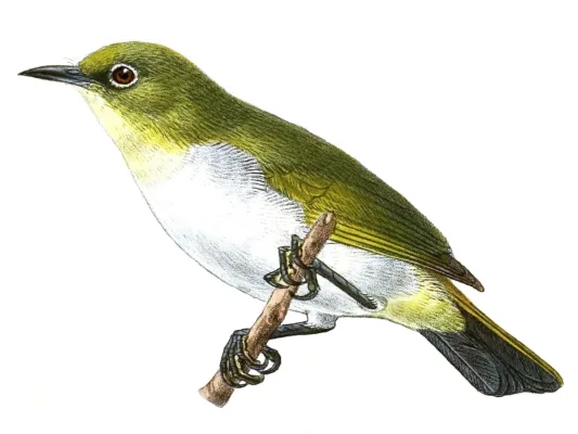 File:Zosterops metcalfii.jpg