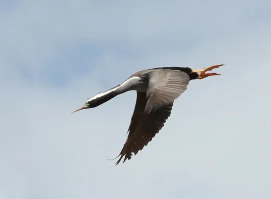 File:Spotted Shag (Phalacrocorax punctatus) in flight.jpg