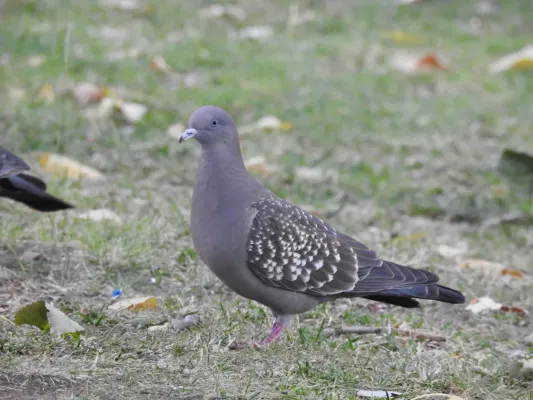 File:Patagioenas maculosa 108844786.jpg