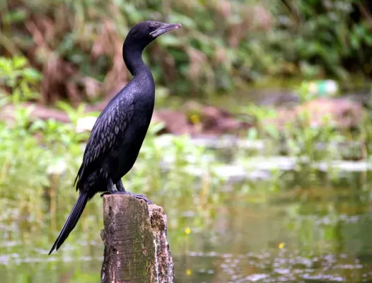 File:Little Cormorant Microcarbo niger, India.jpg