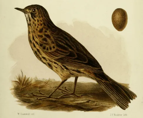 File:Anthus antarcticus (illust. by A. Pagenstecher).jpg