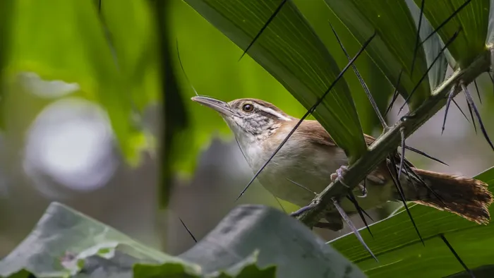 File:Antioquia wren - Thryophilus sernai.jpg