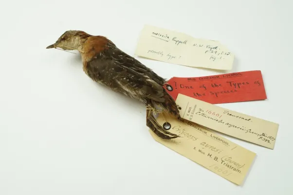 File:NML-VZ T16601 Sarothrura ayresi.jpg