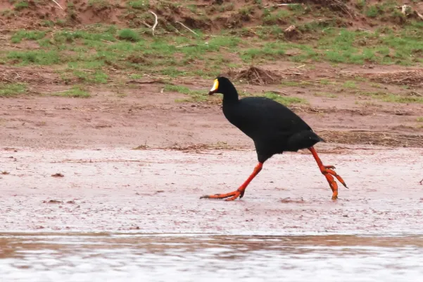 File:Fulica gigantea 17618273.jpg