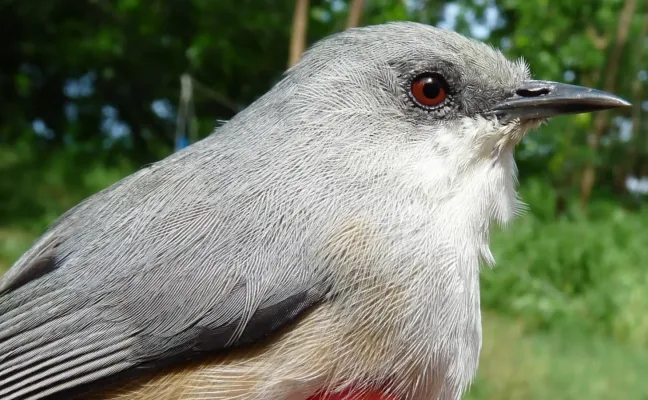 File:Zosterops mauritianus.JPG