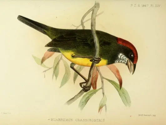 File:BuarremonCrassirostrisSmit.jpg