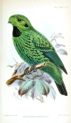 File:CalyptomenaWhiteheadiKeulemans.jpg