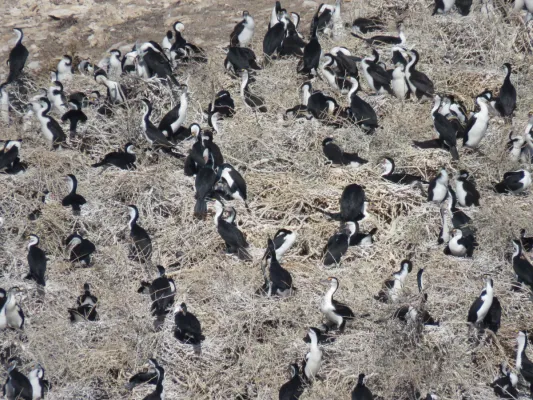 File:Australian Pied Cormorants (Phalacrocorax varius) on Penguin Island, May 2022 01.jpg