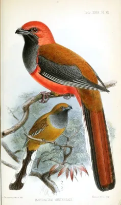 File:HarpactesWhiteheadiKeulemans.jpg