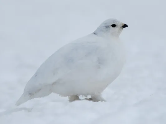 File:White-tailed Ptarmigan (Lagopus leucura) (19728015794) (cropped).jpg
