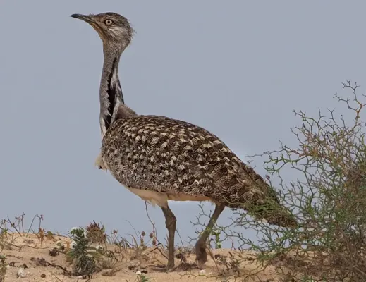 File:Canarian houbara (Chlamydotis undulata fuerteventurae).jpg
