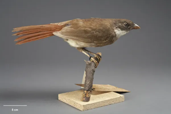 File:MA I156495 TePapa Turnagra-tanagra full.jpg