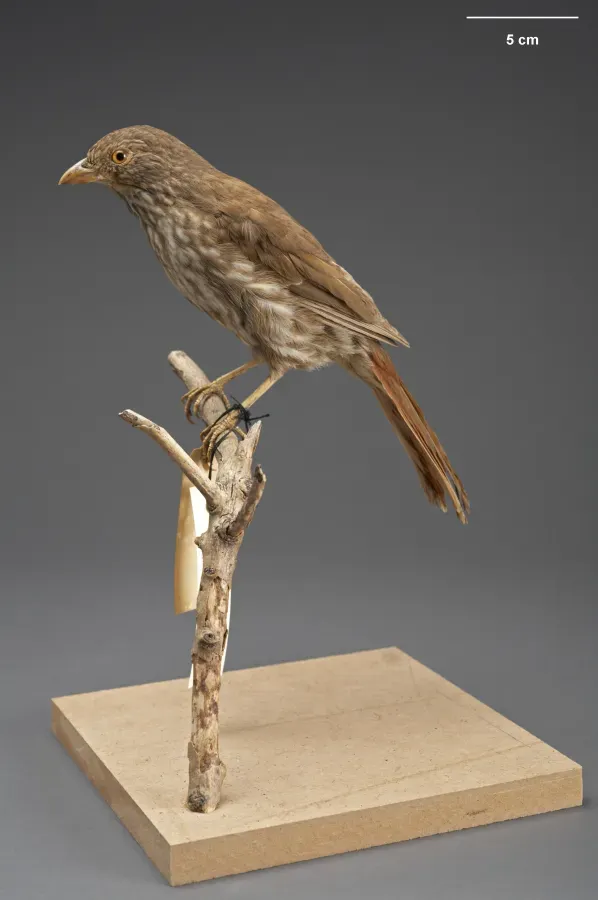 File:MA I156499 TePapa Turnagra-capensis full.jpg