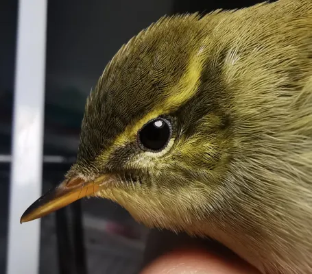 File:Phylloscopus examinandus 159445613.jpg
