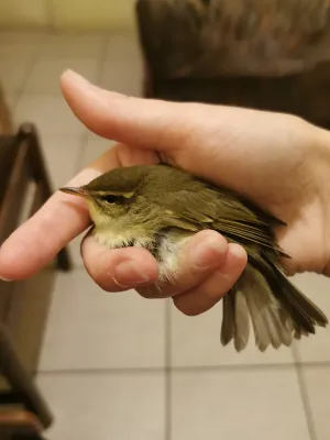 File:Phylloscopus examinandus 159445637.jpg