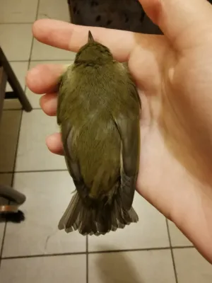 File:Phylloscopus examinandus 159445662.jpg