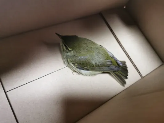 File:Phylloscopus examinandus 159445685.jpg