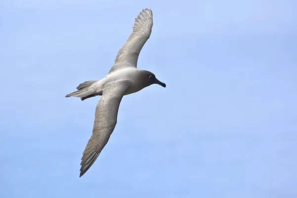 File:Phoebetria palpebrata - Flying 2.jpg