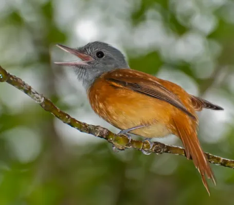 File:Attila rufus -Reserva Guainumbi, Sao Luis do Paraitinga, Sao Paulo, Brasil-8.jpg
