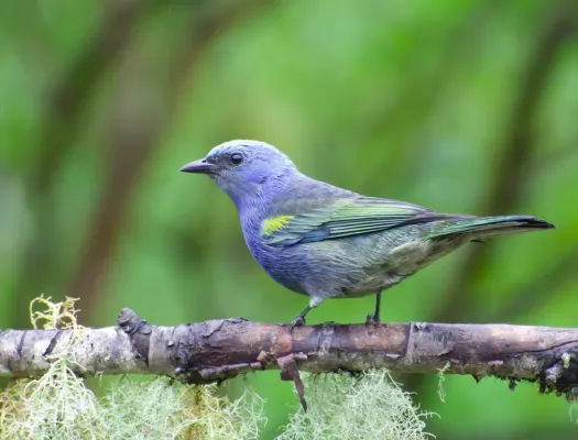 File:Thraupis ornata -Reserva Guainumbi, Sao Luis do Paraitinga, Sao Paulo, Brasil-8.jpg