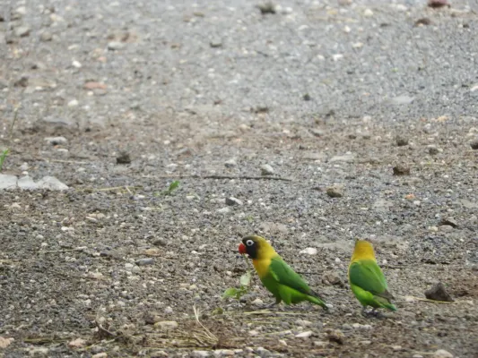 File:Agapornis personatus, TZ.jpg