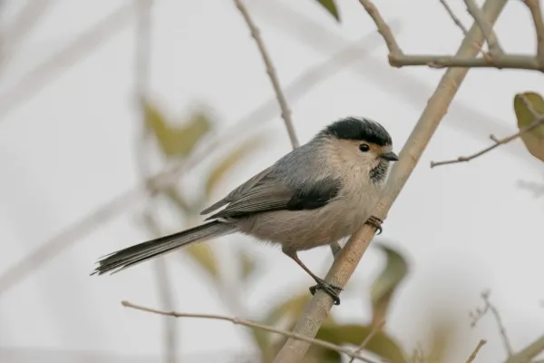 File:Aegithalos glaucogularis.jpg