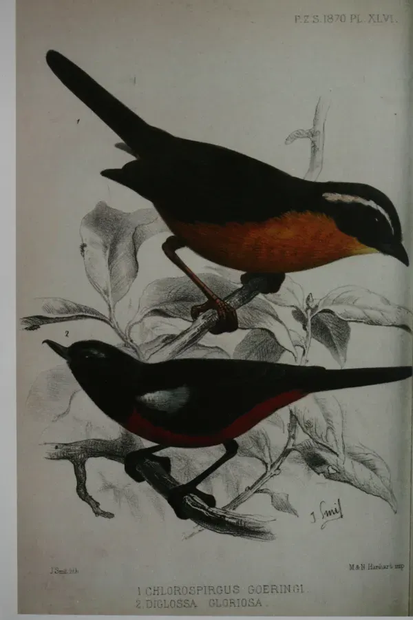 File:Hemispingus goeringi und Diglossa gloriosa.JPG