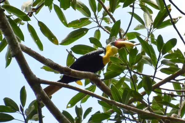 File:Rangkong julang jambul hitam (Rhabdotorrhinus corrugatus).jpg