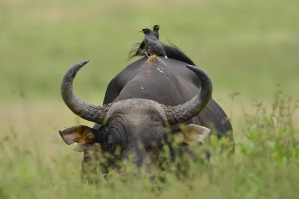 File:Harmoni Banteng Jawa (Bos javanicus) dan Kerak kerbau (Acridotheres javanicus) di TN Alas Purwo.jpg