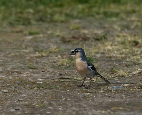 File:Azores chaffinch (Fringilla coelebs moreletti) at Lagoa das Furnas, São Miguel Island, Azores, Portugal (PPL1-Corrected).jpg