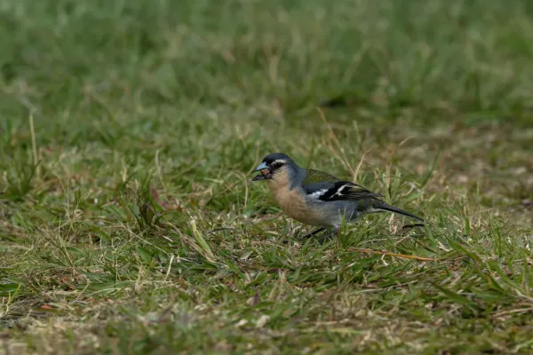File:Azores chaffinch (Fringilla coelebs moreletti) at Lagoa das Furnas, São Miguel Island, Azores, Portugal (PPL1-Corrected)-2.jpg