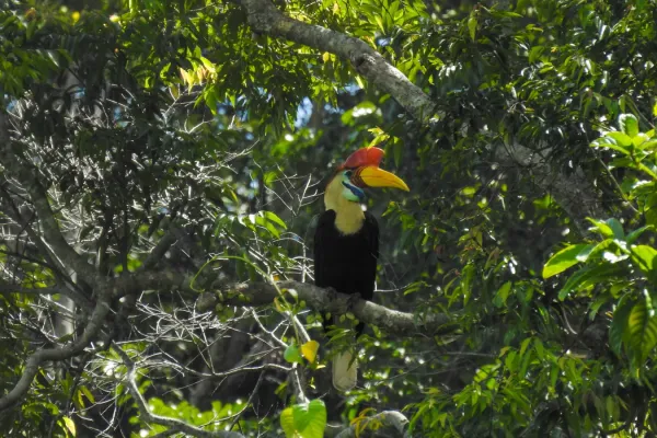 File:Sulawesi hornbill (Rhyticeros cassidix) endemic to Sulawesi.jpg