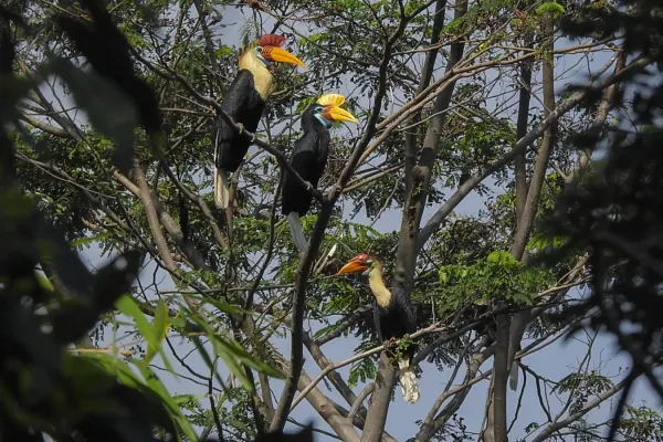 File:Sulawesi hornbill (Rhyticeros cassidix).jpg