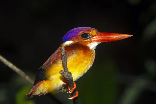 File:Ceyx rufidorsa.jpg