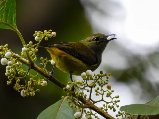 File:Cabai Bunga-api Betina (Dicaeum trigonostigma).jpg