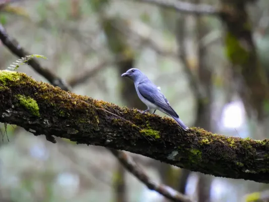 File:Kepudang-sungu Jawa Betina (Coracina javensis).jpg