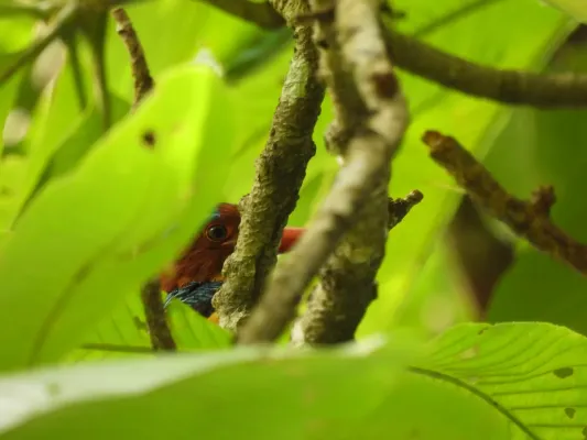 File:Cekakak Batu Jantan (Lacedo pulchella).jpg