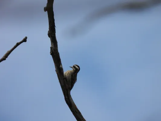 File:Caladi Tilik (Yungipicus moluccensis), Taman Nasional Ujung Kulon.jpg