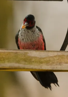 File:Lewis's Woodpecker (Melanerpes lewis) - 23857836585.jpg