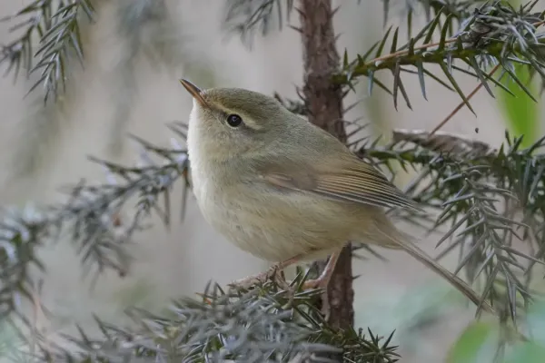 File:Japanese bush warbler（Horornis diphone）ウグイス.jpg