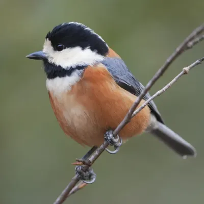 File:Varied tit（Sittiparus varius）ヤマガラ.jpg