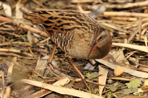 File:Eastern water rail（Rallus indicus）クイナ.jpg