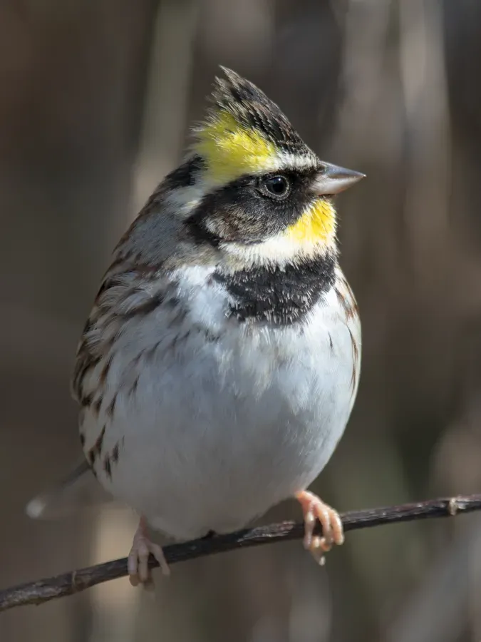 File:Yellow-throated bunting (Emberiza elegans) ミヤマホオジロ.jpg