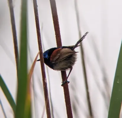 File:Purple-backed Fairywren (Malurus assimilis), Fivebough Wetlands.jpg